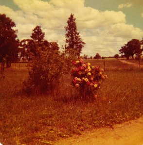 Masquerade rose at Lenton Park - 1975